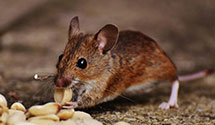 24 Hour & Emergency Exterminators in Waldorf, MD